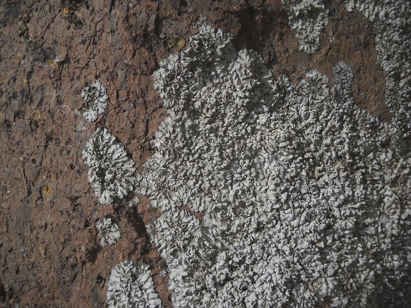 licheni su un ..nuraghe ''ruju''